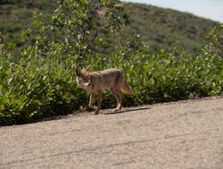 Mesa Verde National Park Coyote