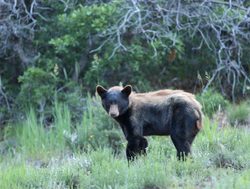 Mesa Verde National Park bear