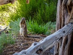 Mesa Verde National Park chipmunk