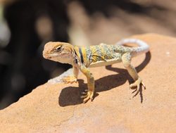 Mesa Verde National Park lizard