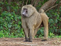 Mole National Park baboon