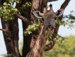 20210206200035 giraffe in mosi oa tunya national park