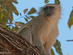 20210206200035 monkey in mosi oa tunya national park