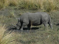 20210206214418 Mosi oa tunya rhino