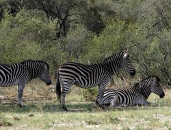 Mosi oa Tunya National Park Zebra