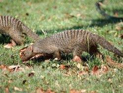 Mosi oa Tunya National Park mongoose_