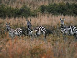 Mount Longonot National Park zebra