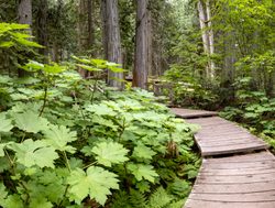 Mount Revelstoke National Park boardwalk trail