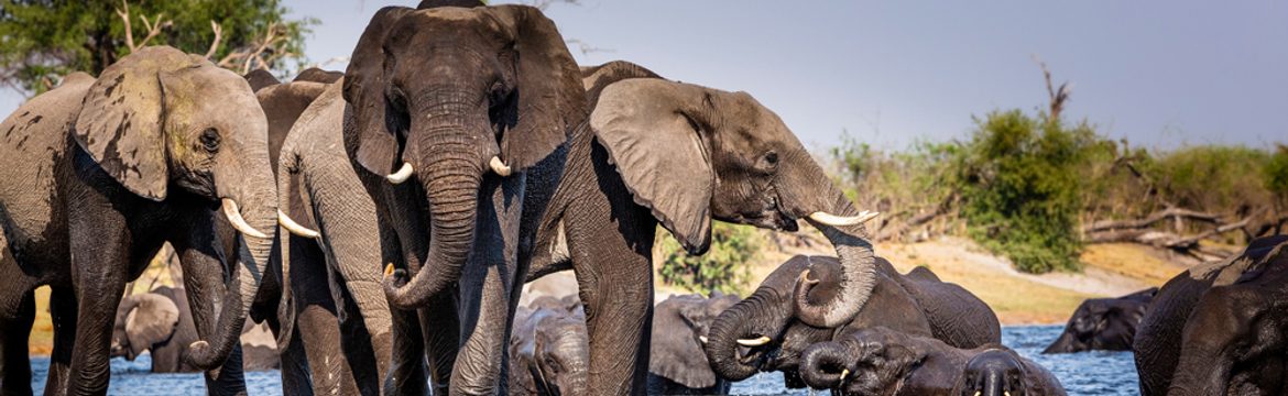 Featured image for Mudumu National Park