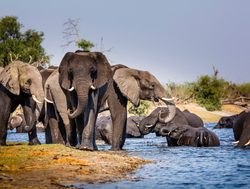 Mudumu National Park elephants in the river