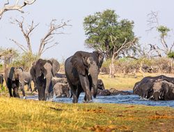 Mudumu National Park elephants leaving river