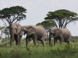 Mudumu National Park elephants