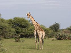 Mudumu National Park giraffe