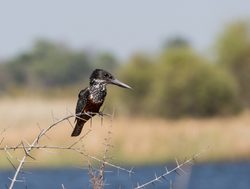 Mudumu National Park kingfisher