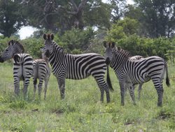 Mudumu National Park zebras