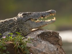 Murchison Falls National Park crocodile