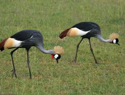 Murchison Falls National Park crowned crane