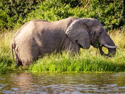 Murchison Falls National Park elephant in the river