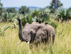 Murchison Falls National Park elephant