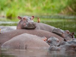Murchison Falls National Park hippos