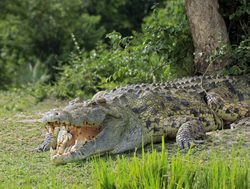 Murchison Falls National Park large crocodile
