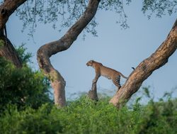 Murchison Falls National Park leopard