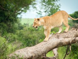 Murchison Falls National Park lion in a tree