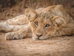 Murchison Falls National Park lion resting