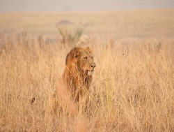 Murchison Falls National Park male lion