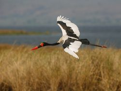 Murchison Falls National Park saddlebilled stork