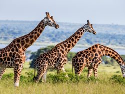 Murchison Falls National Park three giraffe