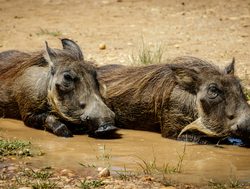 Murchison Falls National Park warthogs