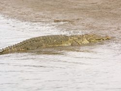 20211002175238 Crocodile on a sandbar in Nagarhole India