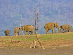 20211002175238 Nagarhole National Park elephants