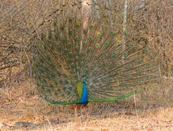 20211002175238 Nagarhole National Park peacock
