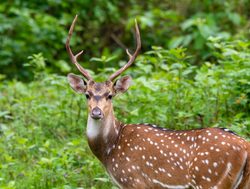 20211002175238 Nagarhole National Park spotted deer