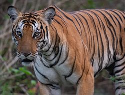 20211002175238 Tiger in Nagarhole National Park