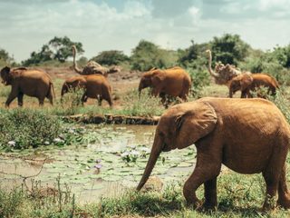 20210210183435-Nairobi National Park herd of elephant.jpg