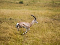 Nairobi National Park Thomson Gazelle
