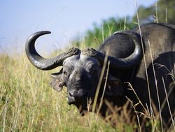 Nairobi National Park buffalo up close