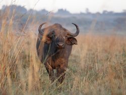 Nairobi National Park buffalo
