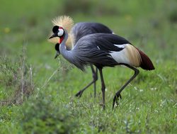Nairobi National Park crowned cranes