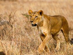 Nairobi National Park female lion