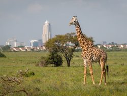 Nairobi National Park giraffe with city in background