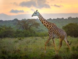 Nairobi National Park giraffe with sunset