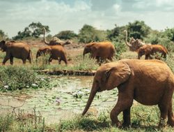 Nairobi National Park herd of elephant