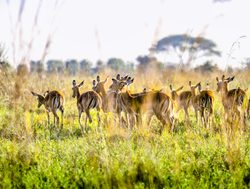 Nairobi National Park impala
