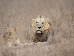Nairobi National Park pair of lions