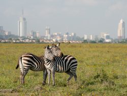 Nairobi National Park zebra with Nairobi in background