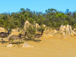Nambung National Park emus